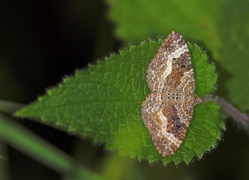 Epirrhoe alternata