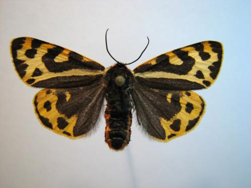 Parasemia plantaginis