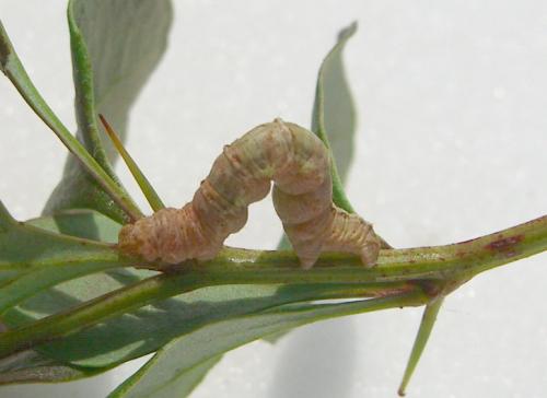 Pareulype berberata