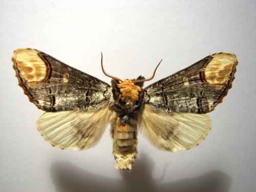 Phalera bucephala