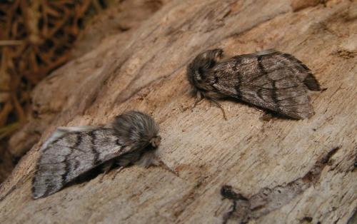 Thaumetopoea pityocampa