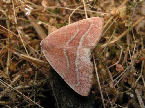 Réf. 10 299 : Hylaea fasciaria