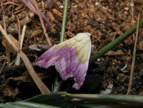 Eublemma purpurina
