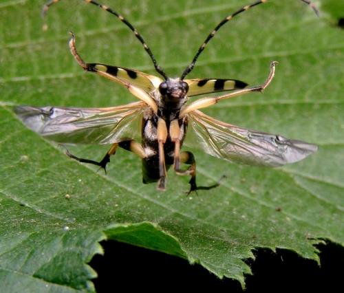 Réf. 10 256 : Rutpela maculata