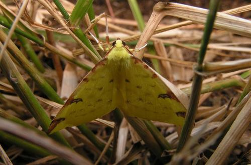 Opisthograptis luteolata