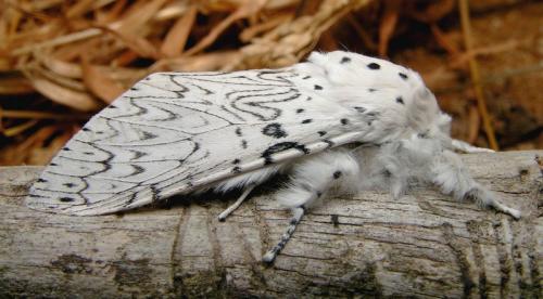 Cerura erminea