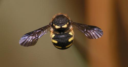Anthidiellum strigatum
