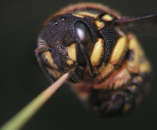 Réf. 10 343 : Anthidiellum strigatum