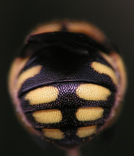Anthidiellum strigatum
