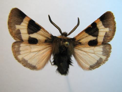 Watsonarctia deserta