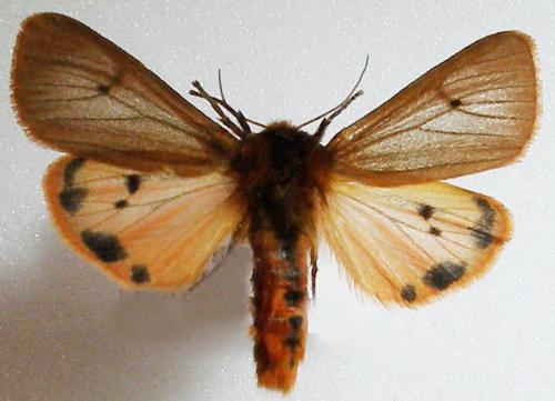 Phragmatobia fuliginosa