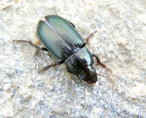 Réf. 10 863 : Harpalus sp.