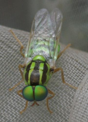 Oxycera trilineata