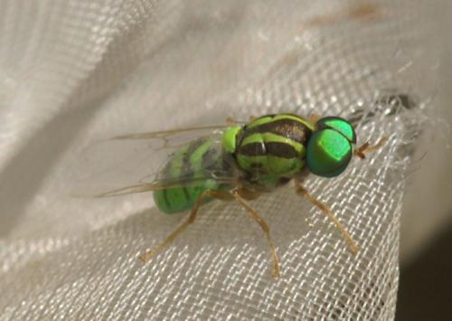 Oxycera trilineata