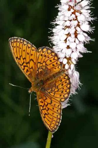 Boloria eunomia