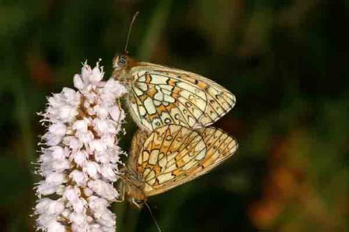 Boloria eunomia