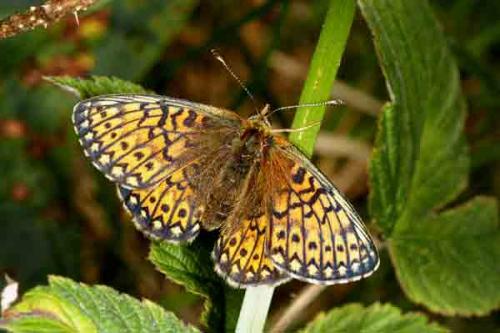 Boloria eunomia