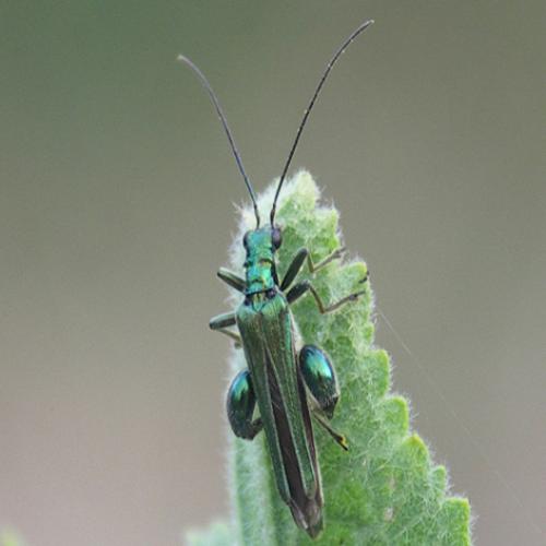 Oedemera nobilis