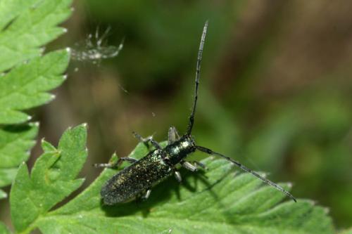 Agapanthia sp.