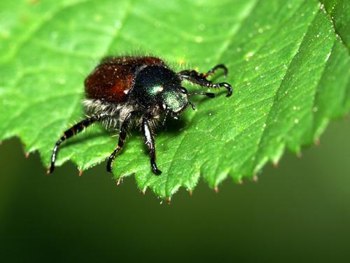 Phyllopertha horticola