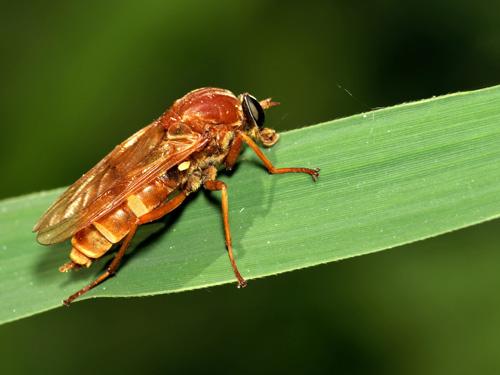 Réf. 10 051 : Coenomyia ferruginea