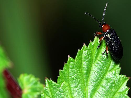 Oulema sp.