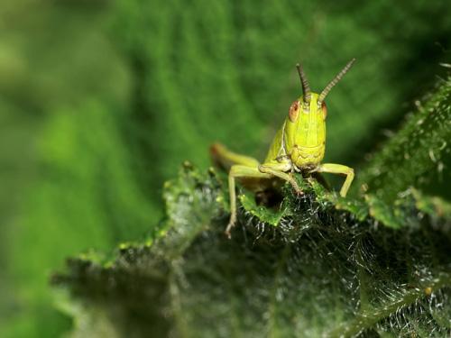 Pseudochorthippus parallelus