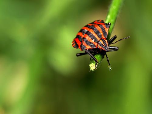 Graphosoma italicum