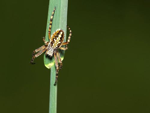 Aculepeira ceropegia