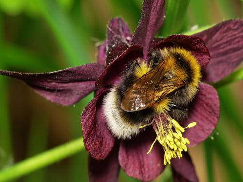 Bombus sp.