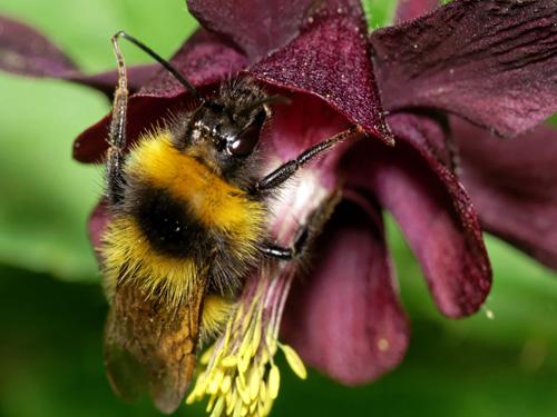 Bombus sp.