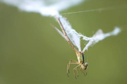 Lestes sp.