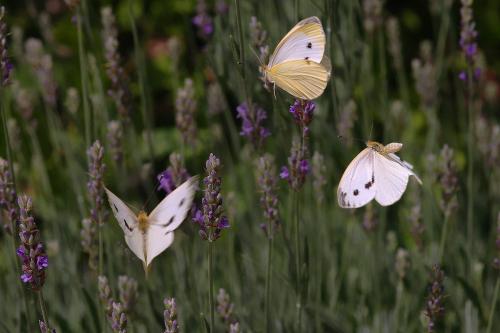 Réf. 10 683 : Pieris napi