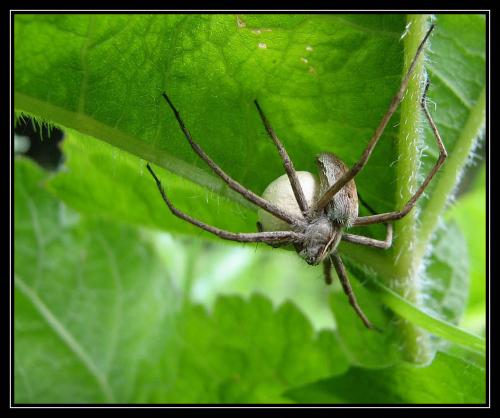 Réf. 10 615 : Pisaura mirabilis
