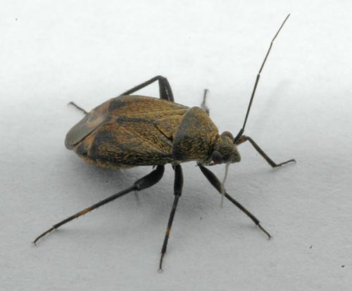 Réf. 10 728 : Polymerus nigrita