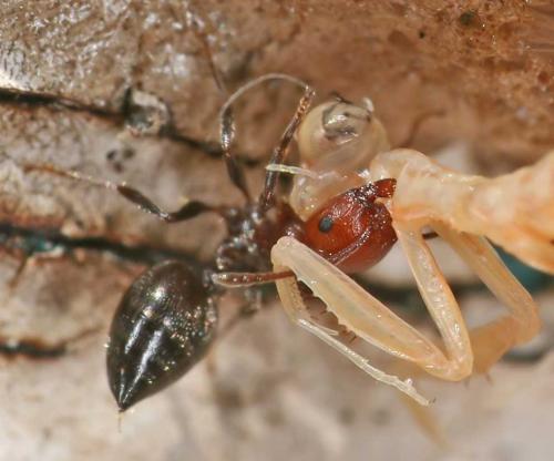 Réf. 10 182 : Mantis religiosa
