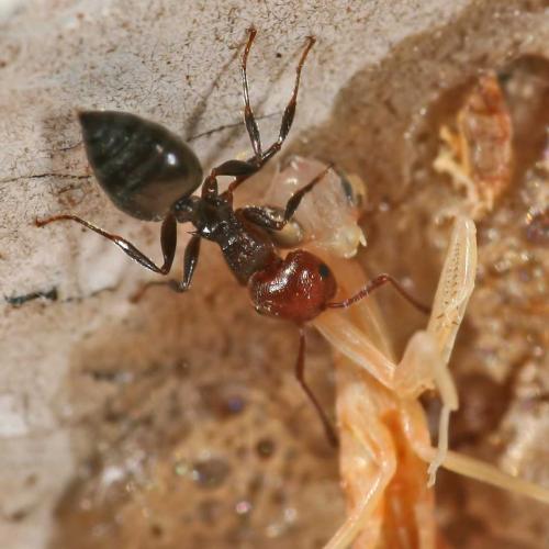 Réf. 10 183 : Mantis religiosa