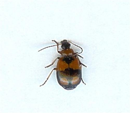 Réf. 10 421 : Lebia cruxminor