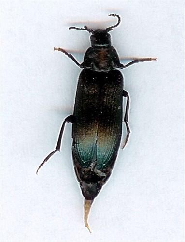 Melandrya caraboides