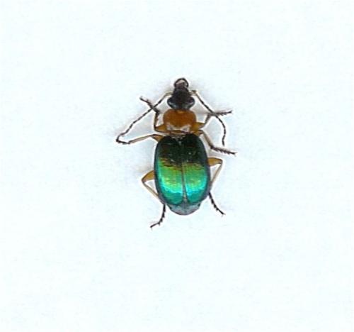 Lebia chlorocephala