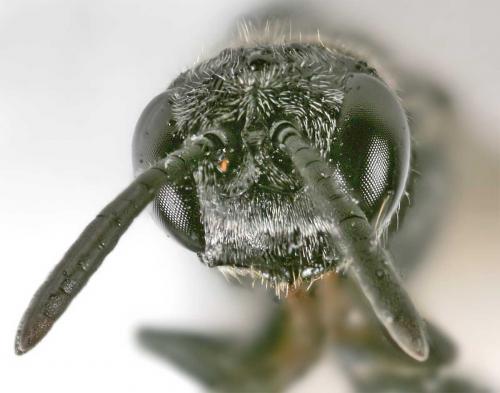 Réf. 10 645 : Psenulus fuscipennis