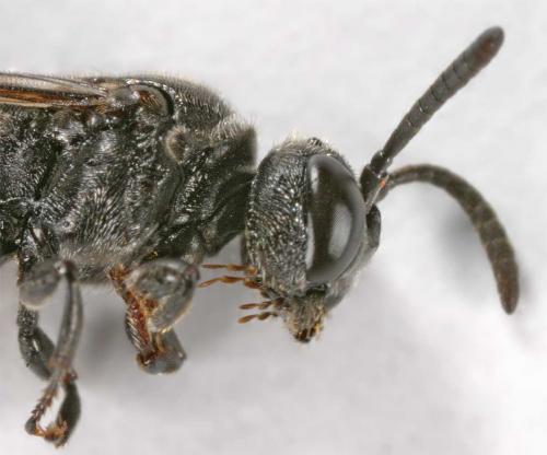Psenulus fuscipennis