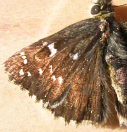 Réf. 10 074 : Pyrgus serratulae