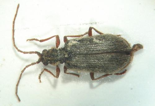 Réf. 10 712 : Ptinus rufipes