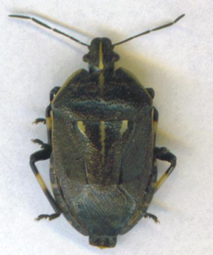 Jalla dumosa