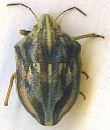Odontotarsus purpureolineatus