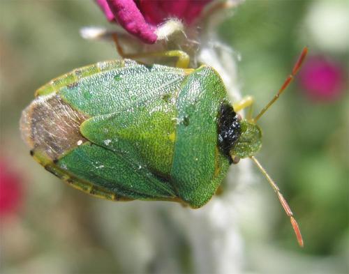 Palomena prasina