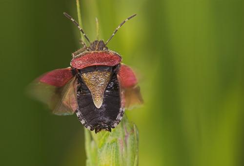 Réf. 10 054 : Dolycoris baccarum