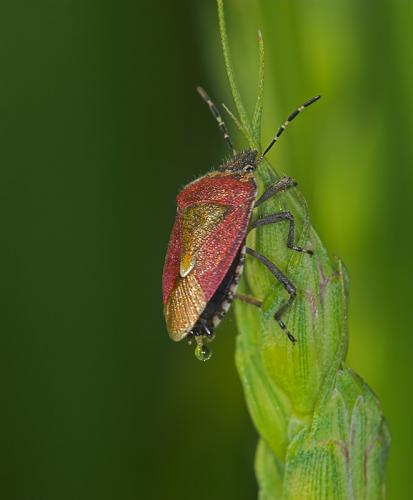 Réf. 10 053 : Dolycoris baccarum