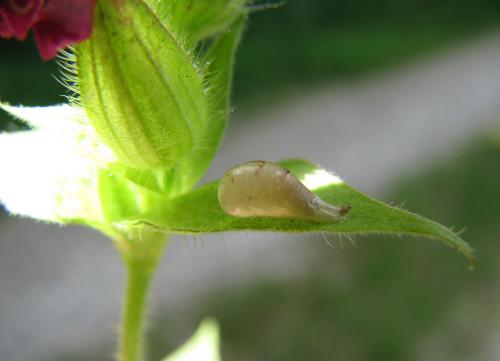 Episyrphus balteatus